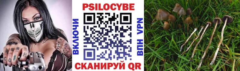 Псилоцибиновые грибы Cubensis  купить   Волоколамск 